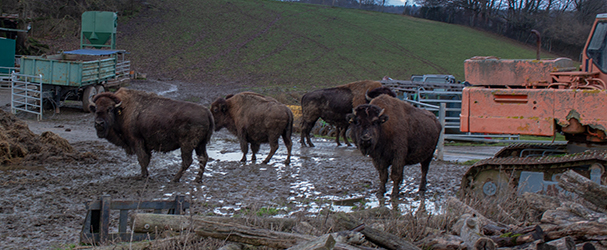 Eolien-et-economie-locale-IMG_6782